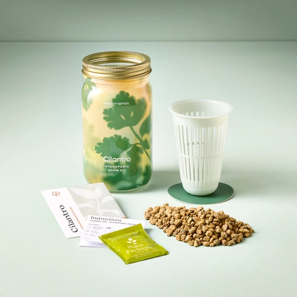 Modern Sprout: Herb Jar, Cilantro