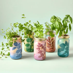 Modern Sprout: Herb Jar, Mint